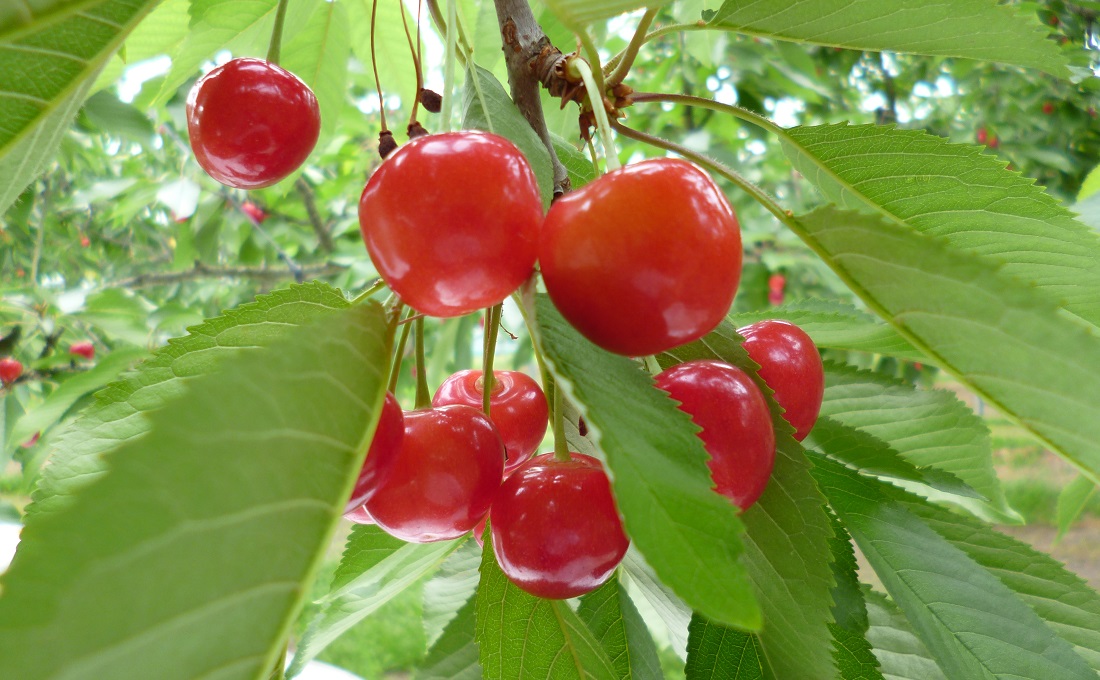 2025年6月の四季旅物語