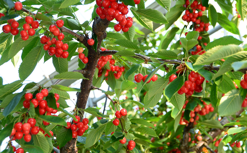 フルーツランド北会津