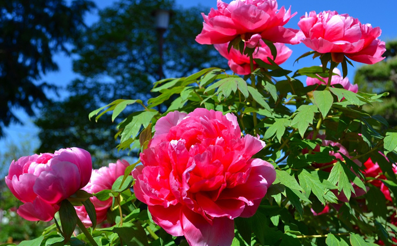 須賀川牡丹園写真