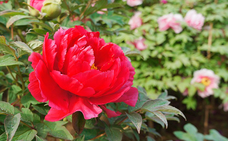 須賀川牡丹園写真