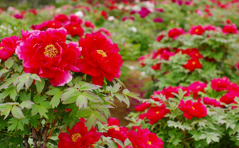 須賀川牡丹園写真