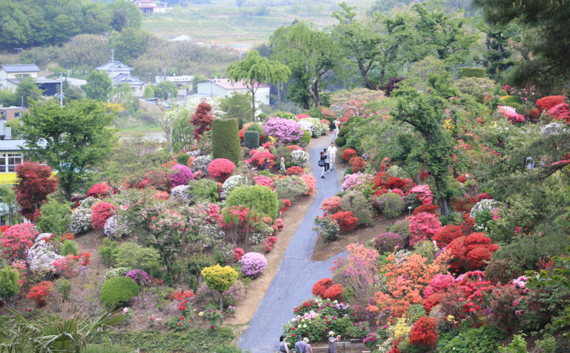 大桑原つつじ園