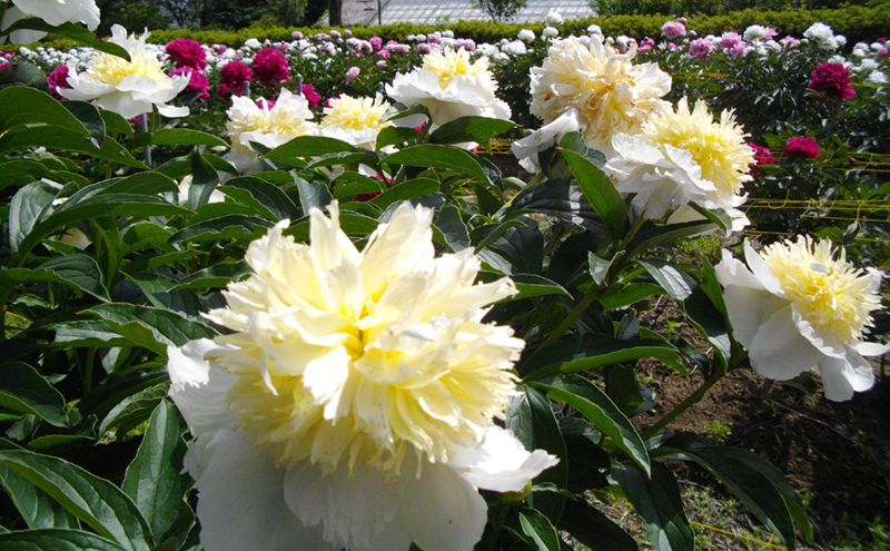 岩瀬牧場シャクヤク