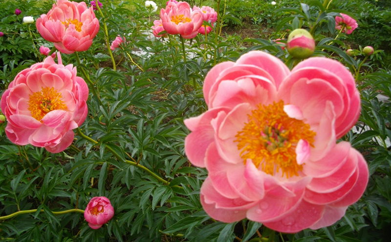 岩瀬牧場シャクヤク