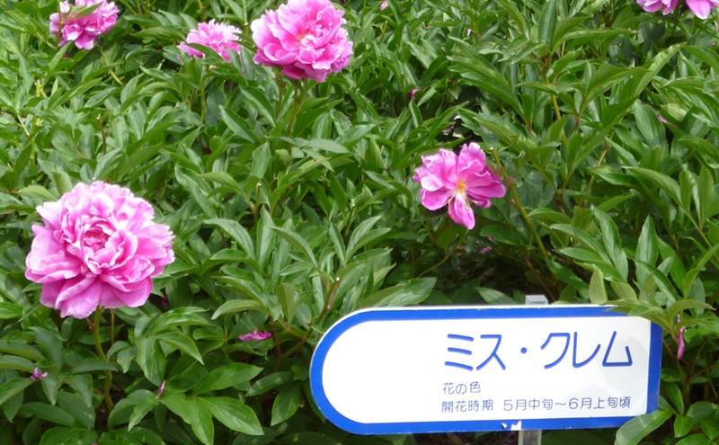 岩瀬牧場シャクヤク